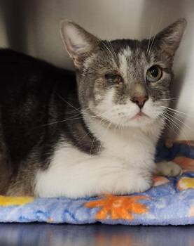 Dabble -  Domestic Short Hair Cat for Adoption in Vancouver, Washington - Dabble | PetCurious