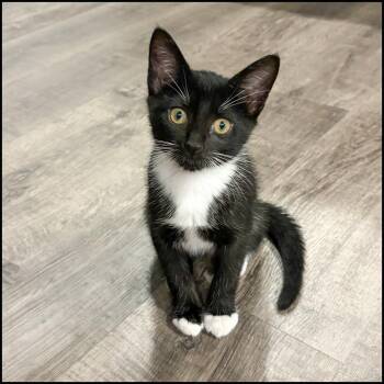 Rescue Domestic Short Hair and Tabby Cats for Adoption in Roswell, Georgia - Swirl | PetCurious