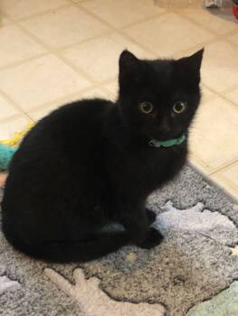 Rescue Domestic Short Hair Cats for Adoption in Colmar, Pennsylvania - Mojo | PetCurious