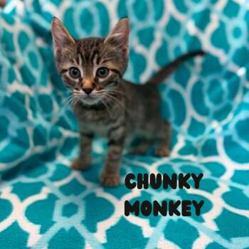 Chunky Monkey (Holland Cat Cove) -  Domestic Short Hair Cat for Adoption in West Olive, Michigan - Chunky Monkey (Holland Cat Cove) | PetCurious