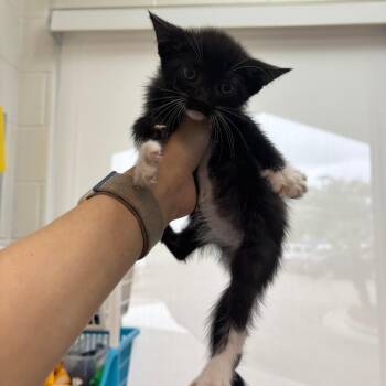 Smokey -  Domestic Short Hair Cat for Adoption in Corpus Christi, Texas - Smokey | PetCurious