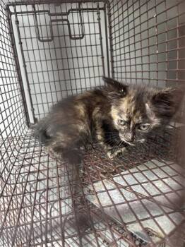 TARA -  Domestic Short Hair Cat for Adoption in Houston, Texas - TARA | PetCurious