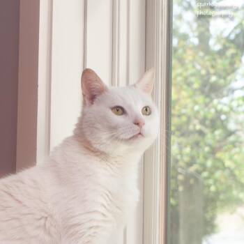 Domestic Short Hair Cats Available for Adoption in Ridgefield, Connecticut - Falkor | PetCurious