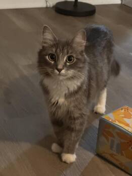 Orla -  Domestic Medium Hair Cat for Adoption in Topeka, Kansas - Orla | PetCurious