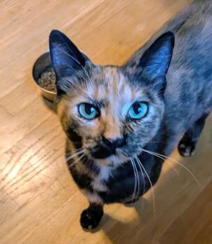 Tiger Lily -  Tortoiseshell Cat for Adoption in Springfield, Oregon - Tiger Lily | PetCurious