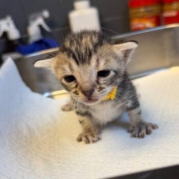 TUSC-Stray-85345_2 -  Domestic Short Hair Cat for Adoption in Tuscaloosa, Alabama - TUSC-Stray-85345_2 | PetCurious