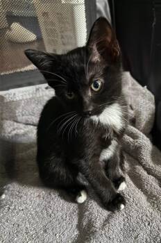Twix -  Domestic Medium Hair Cat for Adoption in San Antonio, Texas - Twix | PetCurious