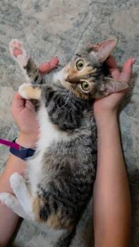 Renesemee -  Domestic Short Hair Cat for Adoption in San Antonio, Texas - Renesemee | PetCurious