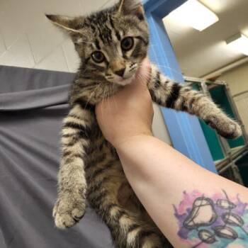 Chevy -  Domestic Short Hair Cat for Adoption in Burlington, Iowa - Chevy | PetCurious