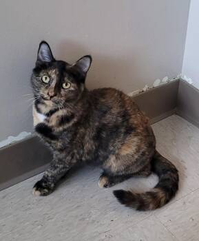 Rescue Tortoiseshell Cats for Adoption in Shelbyville, Tennessee - Sammi | PetCurious