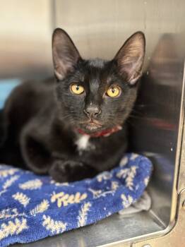 Rescue Domestic Short Hair Cats for Adoption in Carthage, Missouri - Wilder | PetCurious