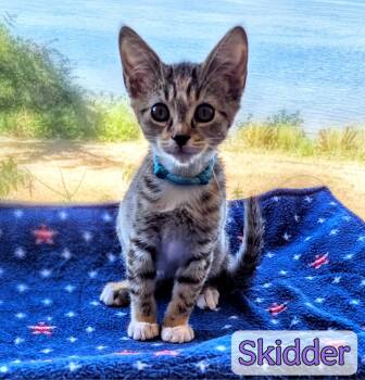 Rescue Domestic Short Hair Cats for Adoption in Tillamook, Oregon - Skidder | PetCurious