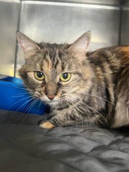 Rescue Domestic Medium Hair Cats for Adoption in Fall River, Massachusetts - Eclair | PetCurious