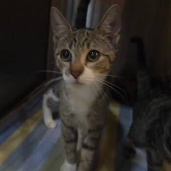 Naomi -  Domestic Short Hair Cat for Adoption in Jessup, Maryland - Naomi | PetCurious