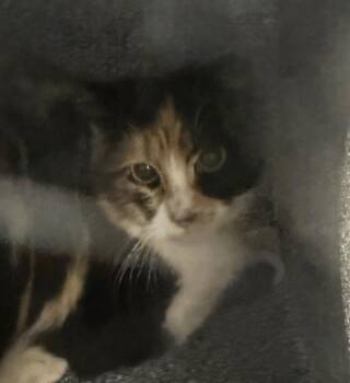 Domestic Short Hair Cats Available for Adoption - Camila | PetCurious