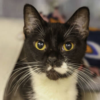 Rescue Domestic Short Hair Cats for Adoption in Madison, Wisconsin - 59791056 | PetCurious