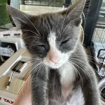 Davis -  Domestic Short Hair Cat for Adoption in Leander, Texas - Davis | PetCurious