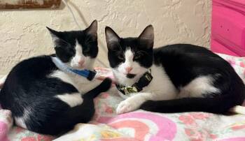 Domino and Pinto (bonded brother kittens, Reduced adoption fee) -  Domestic Short Hair Cat for Adoption in Melrose, Massachusetts - Domino And Pinto (bonded Brother Kittens, Reduced Adoption Fee) | PetCurious