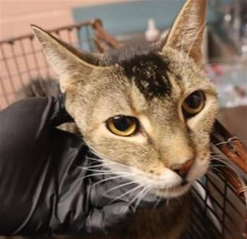 T-BONE -  Domestic Short Hair Cat for Adoption in Columbia, South Carolina - T-BONE | PetCurious