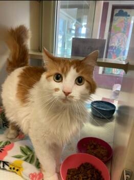 Azrael -  Domestic Long Hair Cat Available for Adoption in Ontario, Ohio - Azrael | PetCurious