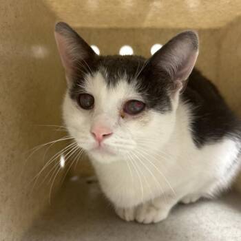 Berry -  Domestic Short Hair Cat for Adoption in Reno, Nevada - Berry | PetCurious