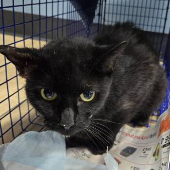 Taylor Swift -  Domestic Short Hair Cat for Adoption in Newark, New Jersey - Taylor Swift | PetCurious