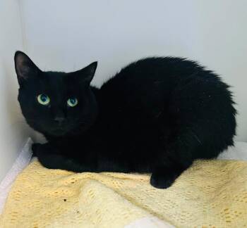 Grout -  Domestic Short Hair Cat for Adoption in Delson, Quebec - Grout | PetCurious