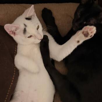 Snowball -  Domestic Short Hair Cat for Adoption in Houston, Texas - Snowball | PetCurious