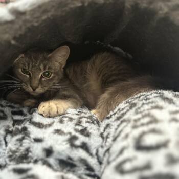 Domestic Short Hair Cats Available for Adoption in Youngstown, Ohio - Earth | PetCurious