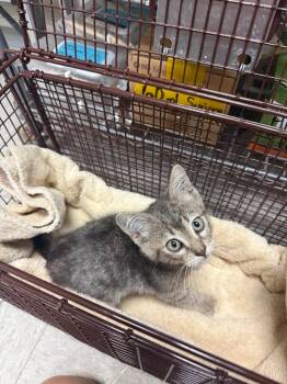 26-0640C -  Domestic Short Hair Cat for Adoption in Sorrento, Louisiana - 26-0640C | PetCurious