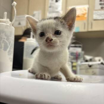 Fredy -  Domestic Short Hair Cat for Adoption in Lufkin, Texas - Fredy | PetCurious