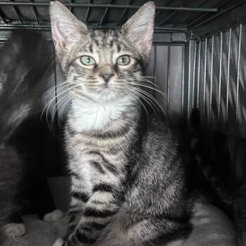 Elizabeth Swann -  Domestic Short Hair Cat for Adoption in Winchester, Virginia - Elizabeth Swann | PetCurious