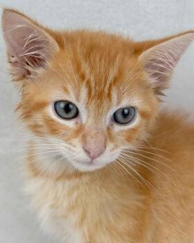 Domestic Short Hair and Tabby Cats Available for Adoption in Kennesaw, Georgia - Cricket | PetCurious