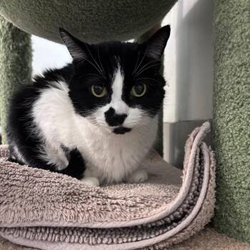 Indy -  Domestic Short Hair Cat Available for Adoption in Las Vegas, Nevada - Indy | PetCurious