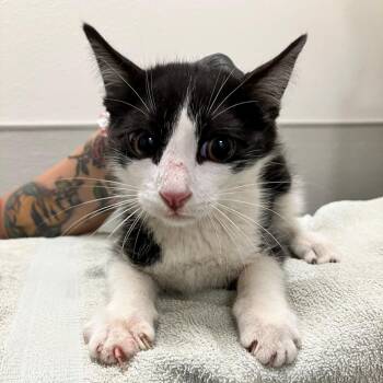 108403 -  Domestic Short Hair Cat for Adoption in Las Cruces, New Mexico - 108403 | PetCurious