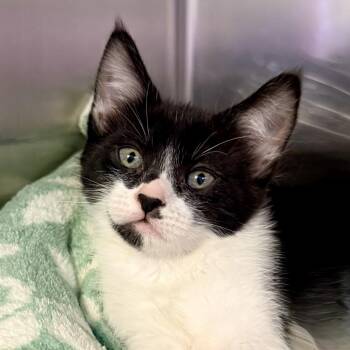 Domestic Short Hair Cats Available for Adoption - Daniella | PetCurious