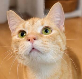 Domestic Short Hair Cats Available for Adoption - Kitten Orange Juice "OJ" | PetCurious