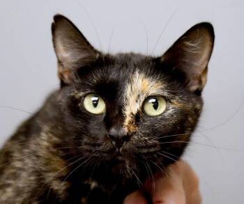 Tenacity (AO371187) -  Domestic Short Hair Cat for Adoption in Kansas City, Kansas - Tenacity (AO371187) | PetCurious