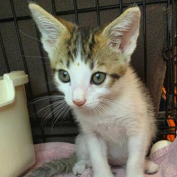 Colourpop -  Domestic Short Hair Cat for Adoption in Los Angeles, California - Colourpop | PetCurious