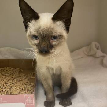 72409 -  Domestic Short Hair Cat for Adoption in Harrisonburg, Virginia - 72409 | PetCurious
