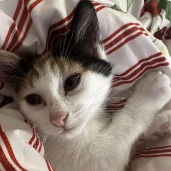 American Shorthair Cats Available for Adoption - Breeze | PetCurious