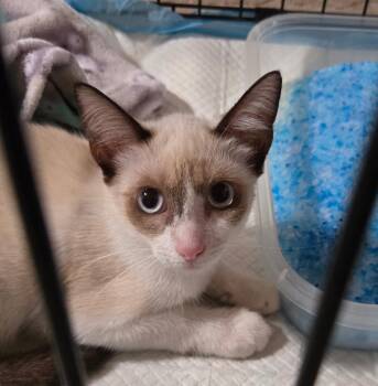 Annie -  Snowshoe Cat for Adoption in Mount Pleasant, Texas - Annie | PetCurious