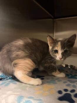 Filly -  Domestic Short Hair Cat for Adoption in Ocala, Florida - Filly | PetCurious