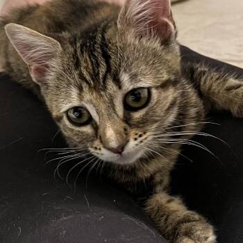 Bessie -  Domestic Short Hair Cat for Adoption in Los Angeles, California - Bessie | PetCurious