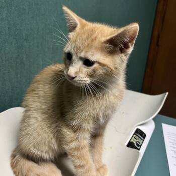 Fonzie -  Domestic Short Hair Cat for Adoption in Lenexa, Kansas - Fonzie | PetCurious