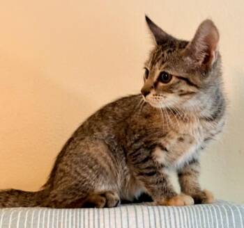 Kiki -  Domestic Short Hair Cat for Adoption in New York, New York - Kiki | PetCurious