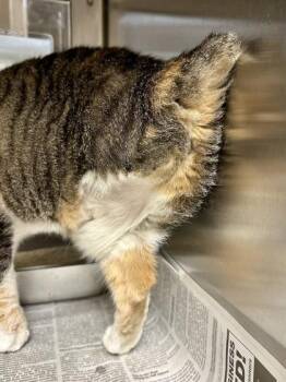 Domestic Short Hair Cats Available for Adoption in Wichita, Kansas - Cirice | PetCurious