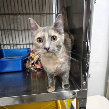Domestic Short Hair Cats Available for Adoption - Misa | PetCurious