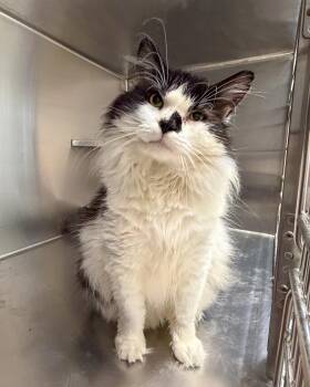 Walter -  Domestic Long Hair Cat for Adoption in Scituate, Massachusetts - Walter | PetCurious