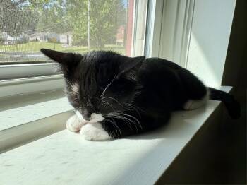 Saxophone -  Domestic Short Hair Cat for Adoption in Bethel Park, Pennsylvania - Saxophone | PetCurious